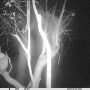 Tyto alba at Thurgoona, NSW - 25 Nov 2021 02:26 AM