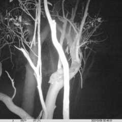 Petaurus norfolcensis (Squirrel Glider) at Charles Sturt University - 7 Dec 2021 by ChrisAllen