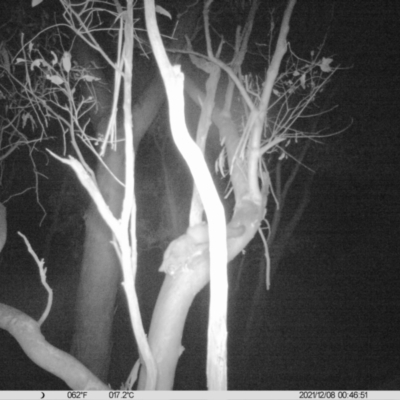 Petaurus norfolcensis (Squirrel Glider) at Thurgoona, NSW - 7 Dec 2021 by ChrisAllen