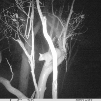 Trichosurus vulpecula (Common Brushtail Possum) at Thurgoona, NSW - 10 Dec 2021 by ChrisAllen