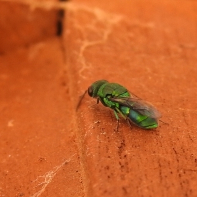 Primeuchroeus sp. (genus) (Cuckoo Wasp) at QPRC LGA - 29 Dec 2021 by Liam.m