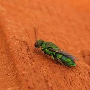 Primeuchroeus sp. (genus) at Carwoola, NSW - 29 Dec 2021