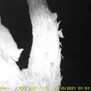 Trichosurus vulpecula at Thurgoona, NSW - 10 Nov 2021 01:51 AM