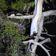 Petauroides volans (Greater Glider) at QPRC LGA - 29 Dec 2021 by Liam.m