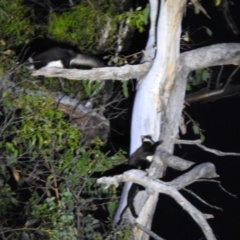Petauroides volans (Greater Glider) at Palerang, NSW - 29 Dec 2021 by Liam.m