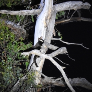 Petauroides volans at Palerang, NSW - suppressed