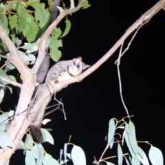 Petaurus notatus (Krefft’s Glider, formerly Sugar Glider) at Palerang, NSW - 29 Dec 2021 by Liam.m