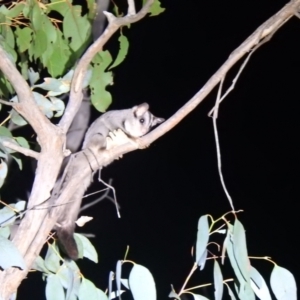 Petaurus notatus at Palerang, NSW - suppressed