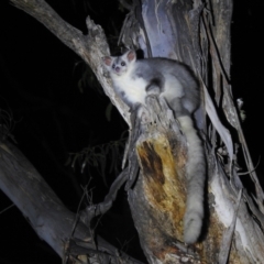 Petauroides volans (Greater Glider) at Forbes Creek, NSW - 29 Dec 2021 by Liam.m