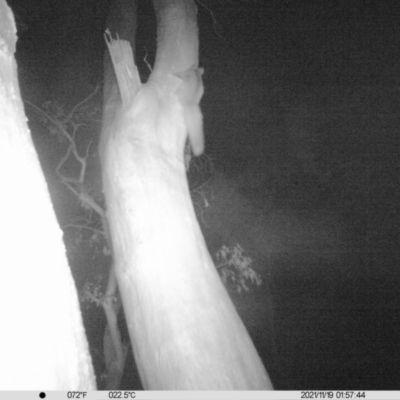 Petaurus norfolcensis (Squirrel Glider) at Albury - 18 Nov 2021 by ChrisAllen