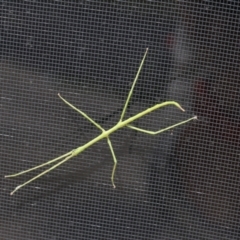 Unidentified Stick insect (Phasmatodea) at Pambula Beach, NSW - 27 Dec 2021 by KylieWaldon