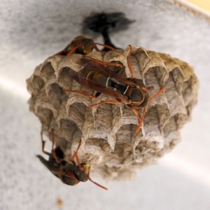 Polistes (Polistella) humilis at Pambula Beach, NSW - 27 Dec 2021