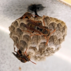 Unidentified Social or paper-nest wasp (Vespidae, Polistinae & Vespinae) (TBC) at Pambula Beach, NSW - 26 Dec 2021 by KylieWaldon