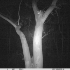 Trichosurus vulpecula (Common Brushtail Possum) at Bowna Reserve - 27 Oct 2021 by ChrisAllen