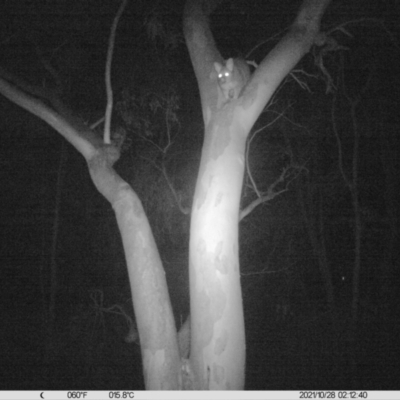 Trichosurus vulpecula (Common Brushtail Possum) at Table Top, NSW - 28 Oct 2021 by ChrisAllen