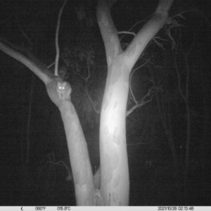 Trichosurus vulpecula at Table Top, NSW - 28 Oct 2021