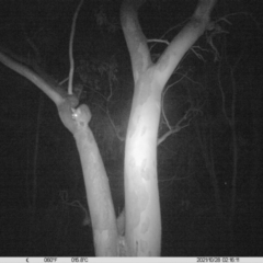 Trichosurus vulpecula at Table Top, NSW - 28 Oct 2021