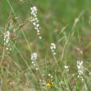 Stackhousia monogyna at Eden, NSW - 27 Dec 2021