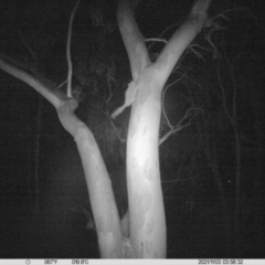 Petaurus sp. (A glider) at Monitoring Site 054 - Remnant - 2 Nov 2021 by ChrisAllen