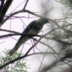 Coracina papuensis (White-bellied Cuckooshrike) at Nullica State Forest - 27 Dec 2021 by KylieWaldon