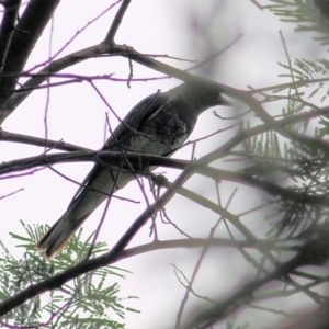 Coracina papuensis at Greigs Flat, NSW - 27 Dec 2021