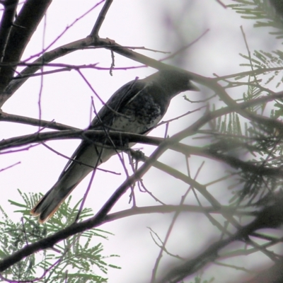 Coracina papuensis (White-bellied Cuckooshrike) at Greigs Flat, NSW - 27 Dec 2021 by KylieWaldon
