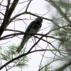 Coracina papuensis at Greigs Flat, NSW - 27 Dec 2021