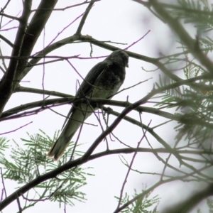 Coracina papuensis at Greigs Flat, NSW - 27 Dec 2021 11:05 AM