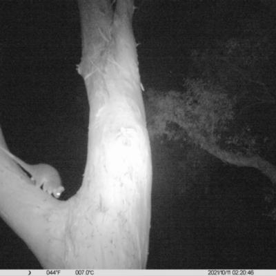 Pseudocheirus peregrinus (Common Ringtail Possum) at Table Top, NSW - 11 Oct 2021 by ChrisAllen