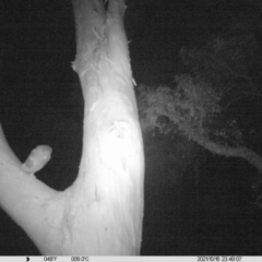 Unverified Nocturnal Bird at Table Top, NSW - 16 Oct 2021 by ChrisAllen