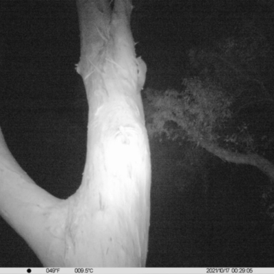 Petaurus norfolcensis (Squirrel Glider) at Table Top, NSW - 17 Oct 2021 by ChrisAllen