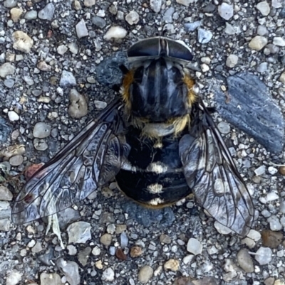 Scaptia sp. (genus) (March fly) at Jerrabomberra, NSW - 30 Dec 2021 by SteveBorkowskis