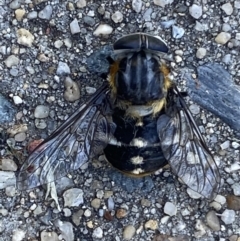 Scaptia sp. (genus) at Jerrabomberra, NSW - suppressed