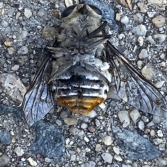 Scaptia sp. (genus) at Jerrabomberra, NSW - suppressed