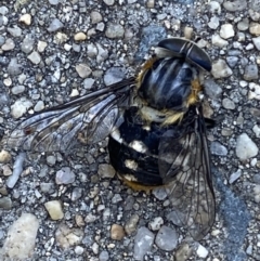 Scaptia sp. (genus) at Jerrabomberra, NSW - suppressed