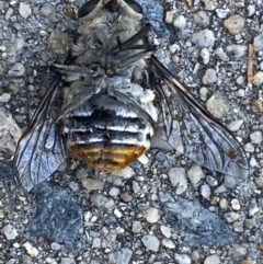 Scaptia sp. (genus) at Jerrabomberra, NSW - suppressed