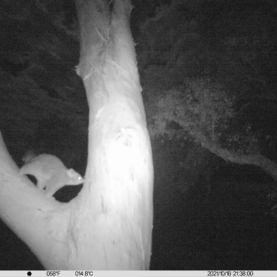 Trichosurus vulpecula (Common Brushtail Possum) at Albury - 18 Oct 2021 by ChrisAllen