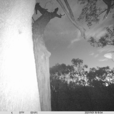 Trichosurus vulpecula (Common Brushtail Possum) at Monitoring Site 063 - Road - 1 Nov 2021 by ChrisAllen