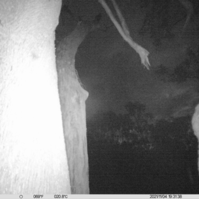 Pseudocheirus peregrinus (Common Ringtail Possum) at Monitoring Site 063 - Road - 4 Nov 2021 by ChrisAllen