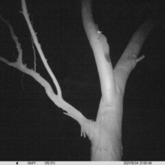 Petaurus norfolcensis (Squirrel Glider) at Monitoring Site 067 - Riparian - 24 Oct 2021 by ChrisAllen