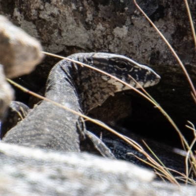 Varanus rosenbergi (Heath or Rosenberg's Monitor) at Namadgi National Park - 28 Dec 2021 by SWishart