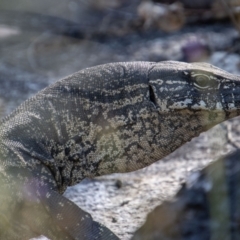 Varanus rosenbergi (Heath or Rosenberg's Monitor) at Namadgi National Park - 29 Dec 2021 by SWishart