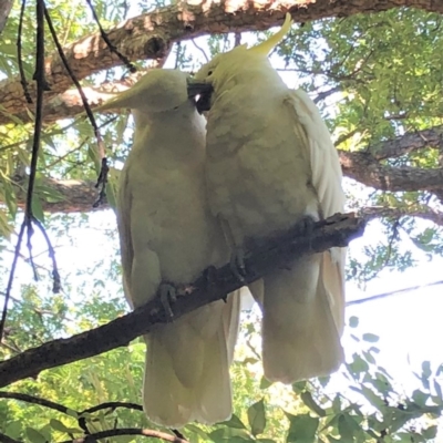 Cacatua galerita (Sulphur-crested Cockatoo) at Hughes, ACT - 30 Dec 2021 by ruthkerruish