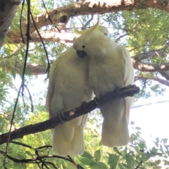 Cacatua galerita at Hughes, ACT - 30 Dec 2021 10:24 AM