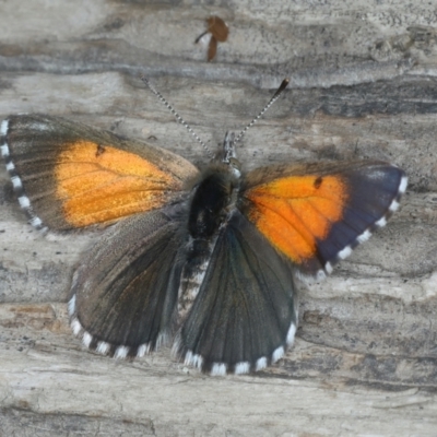 Lucia limbaria (Chequered Copper) at Uriarra Recreation Reserve - 28 Dec 2021 by jbromilow50