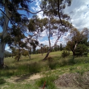 Callocephalon fimbriatum at Dairymans Plains, NSW - 3 Dec 2021