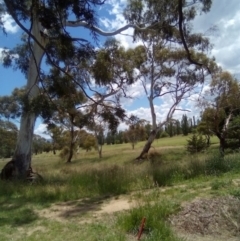 Callocephalon fimbriatum at Dairymans Plains, NSW - 3 Dec 2021