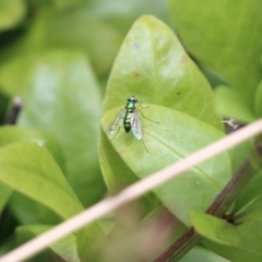 Dolichopodidae sp. (family) (TBC) at Nullica State Forest - 27 Dec 2021 by KylieWaldon