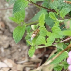 Unidentified Hover fly (Syrphidae) at Greigs Flat, NSW - 27 Dec 2021 by KylieWaldon