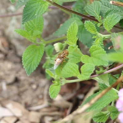 Eristalinus punctulatus at Nullica State Forest - 27 Dec 2021 by KylieWaldon